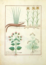 Cyperus, Calamus, Crocus ostensis, illustrazione da Il Libro delle Semplici Medicine di Mattheaus Platearius 119v